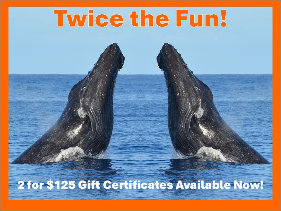 Gift Certificate