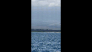 First Whale!