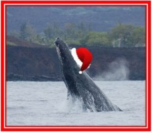 Humpback on Christmas