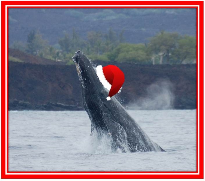 Humpback on Christmas