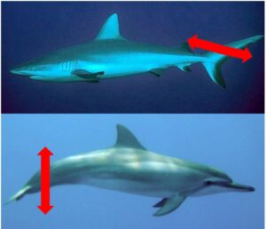 Shark vs Cetacean Swimming