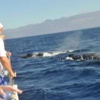 Humpback Visit