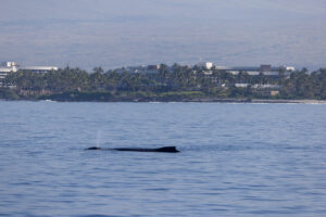 Humpback Calf Spouts