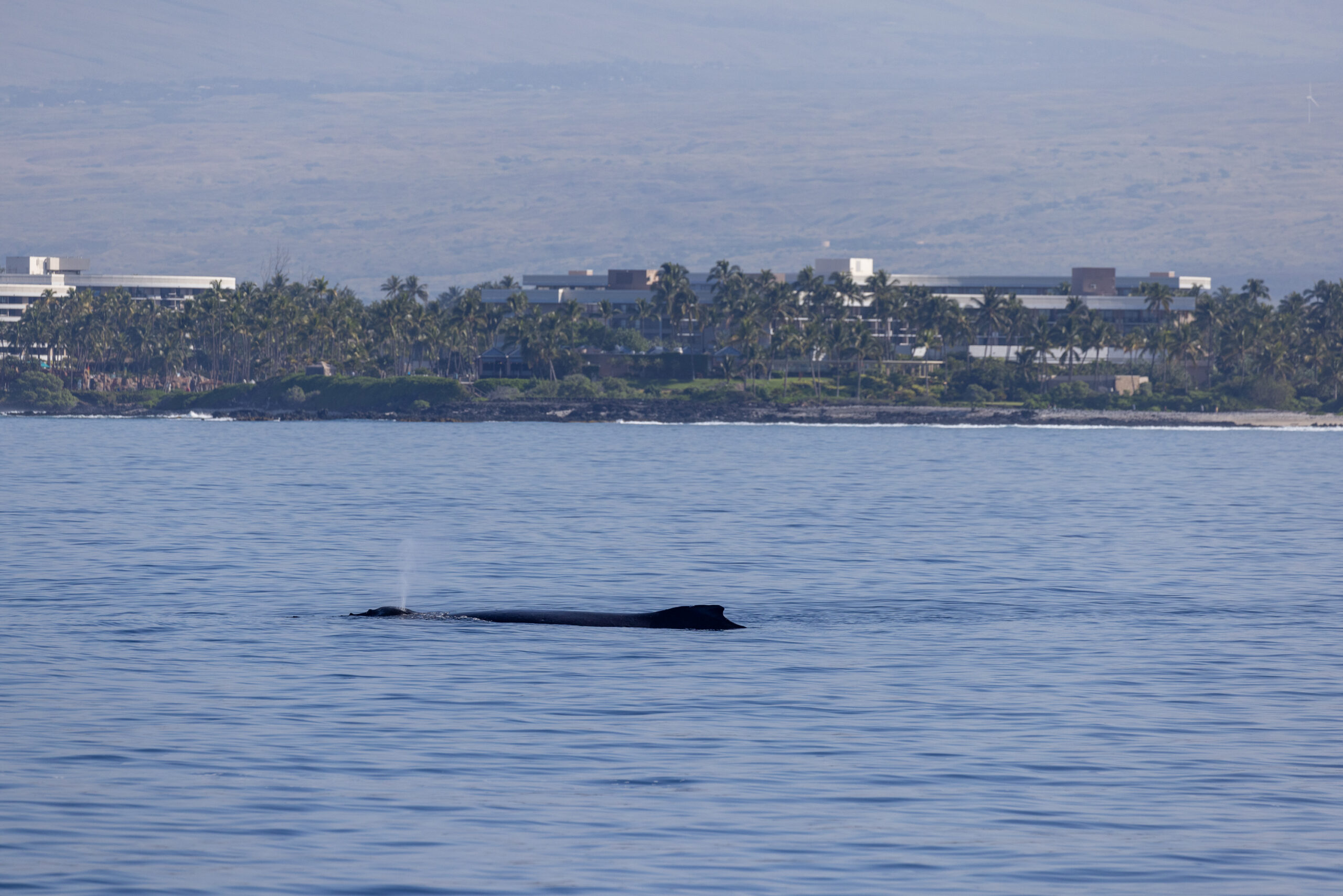 Humpback Calf Spouts