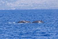 Humpbacks in synch