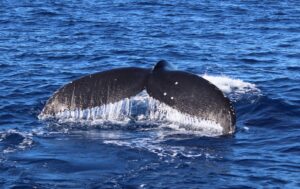 Humpback Fluke