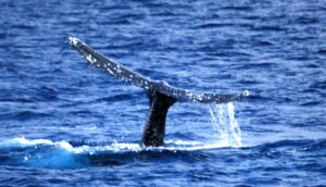 Humpback Fluke