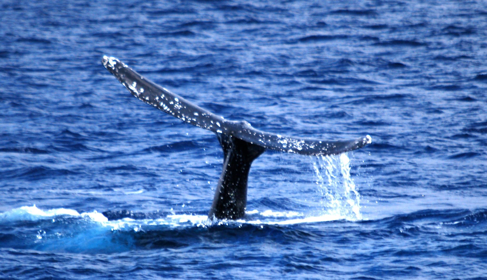 Humpback Fluke