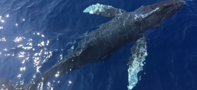 Humpback Calf just under the surfacea