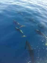 Spinner Dolphins