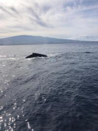Humpbacks on the Surface