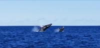 Humpback Mom and Calf Breach