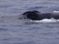 Humpback blowholes