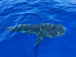 Whale Shark
