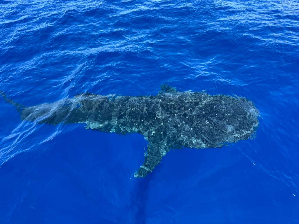 Whale Shark