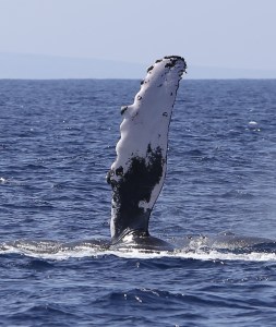 a whale jumping out of the water