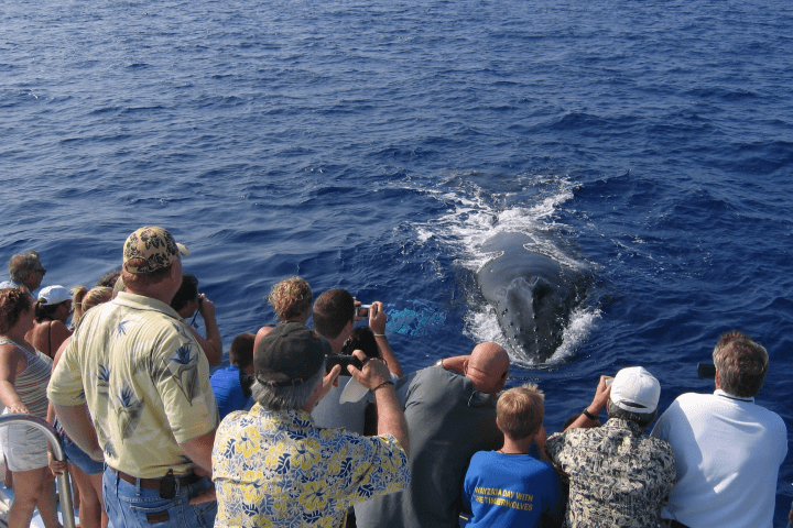 Watching Whales