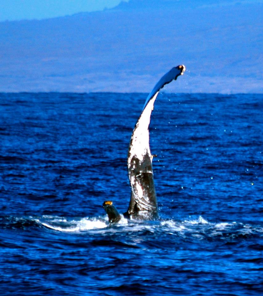 Humpback Pectoral courtesy of Jeff McConnel