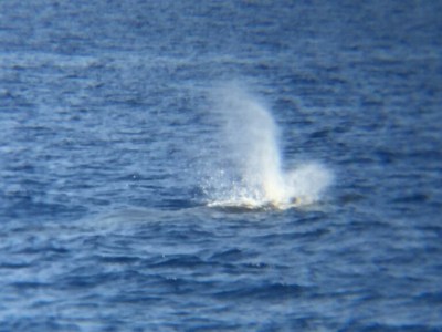 Spouting Humpback