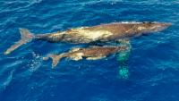 Humpback Momma and her calf