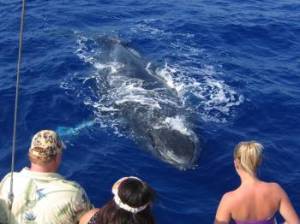 Humpback looking at people