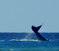 Humpback tail lob