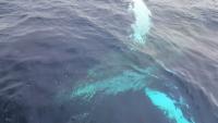 Humpback underwater