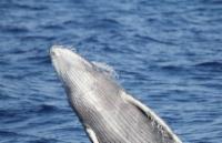 Humpback calf breach