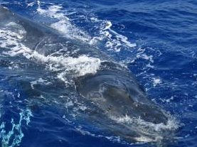 Humpback surfaces next to the boat