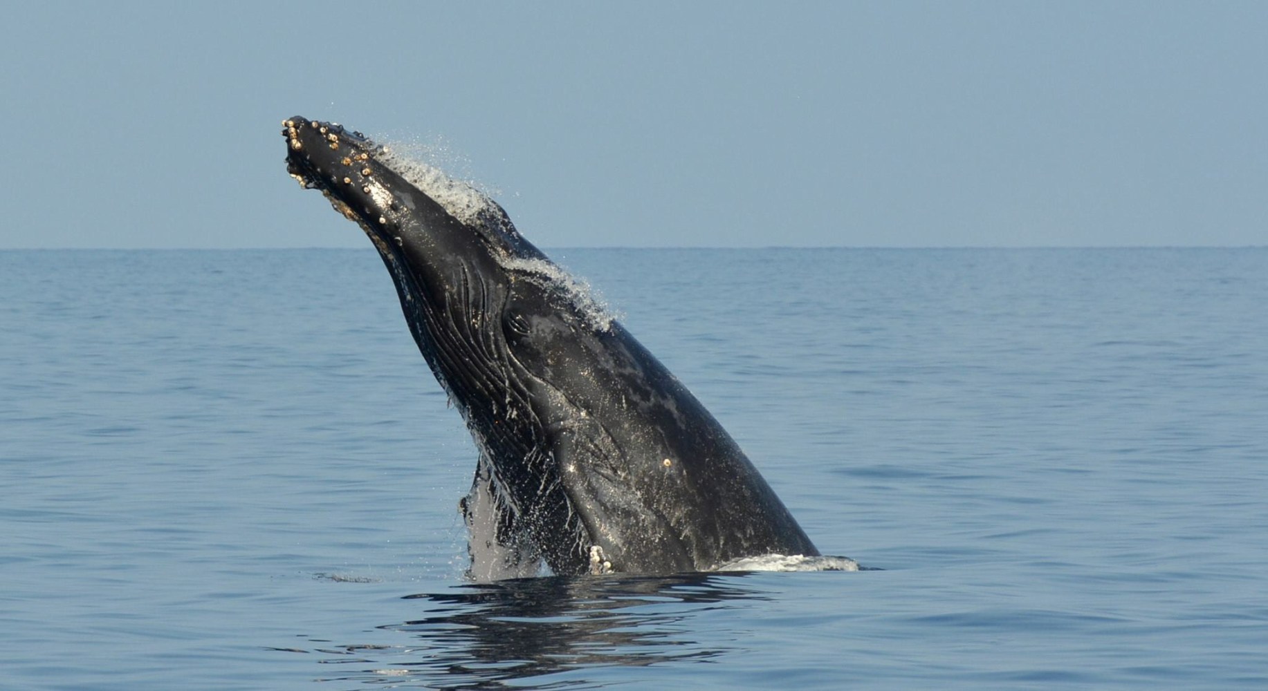 Humpback head lunge