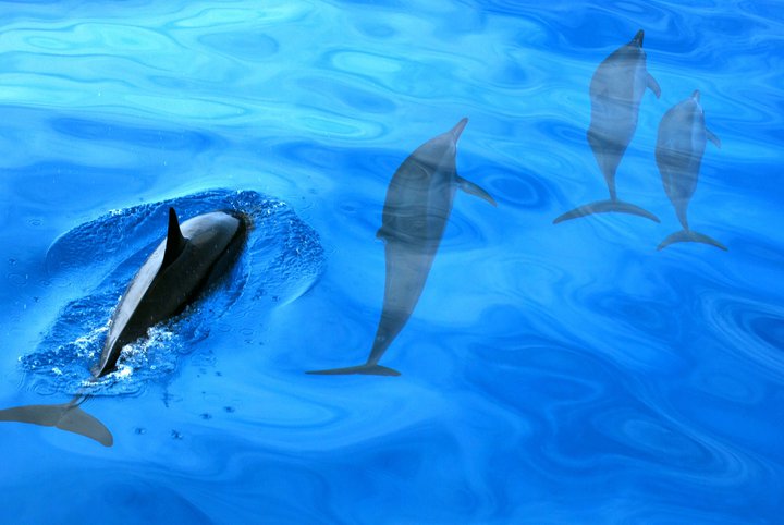 Spinner Dolphins