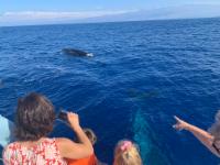 Humpbacks swim under the boat