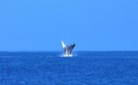 Humpback Breaching