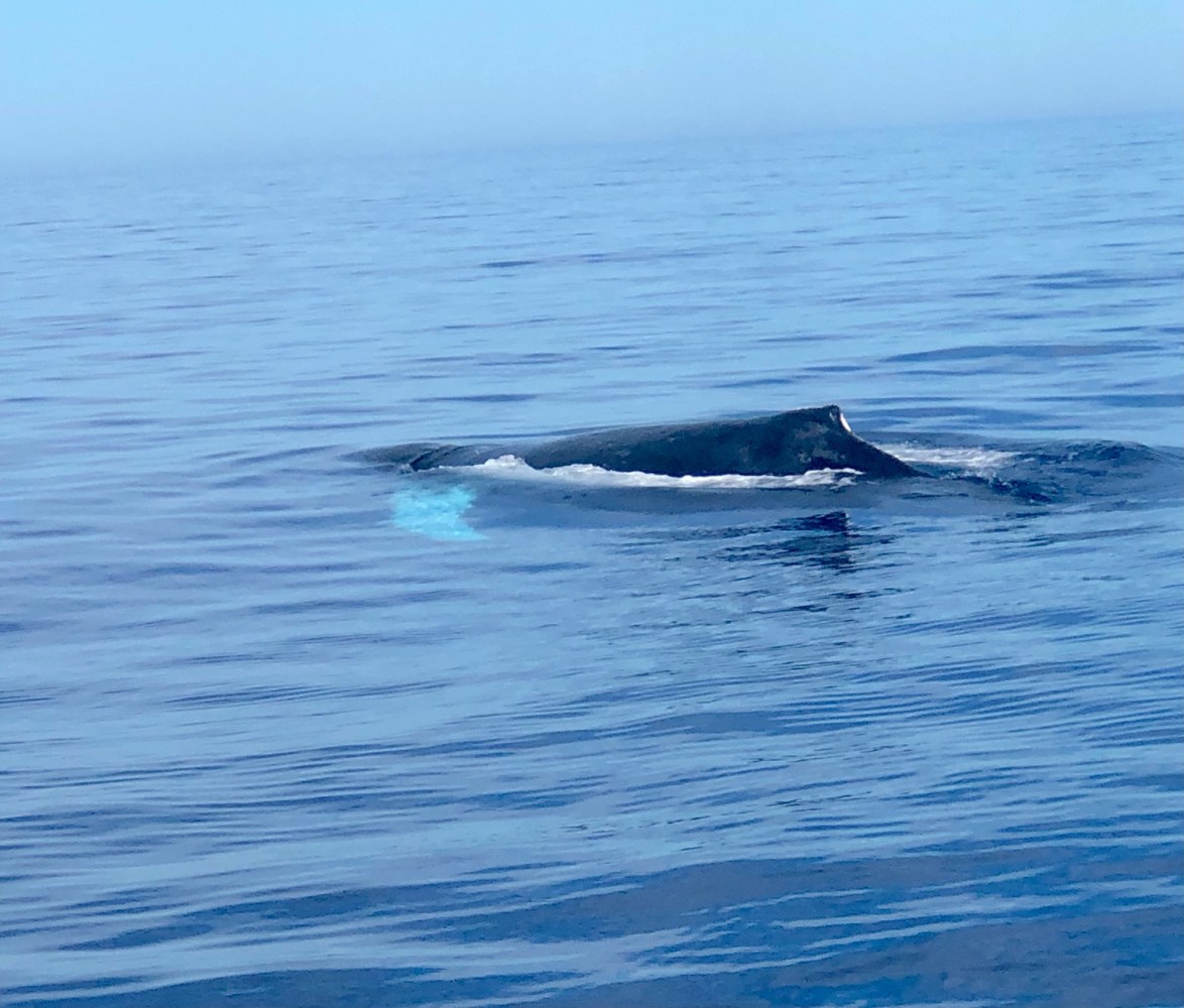 a whale swimming in a body of water