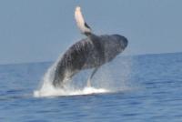 a whale jumping out of the water