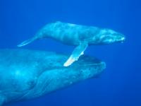 Humpback mom/calf