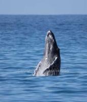 Whale calf Breaches