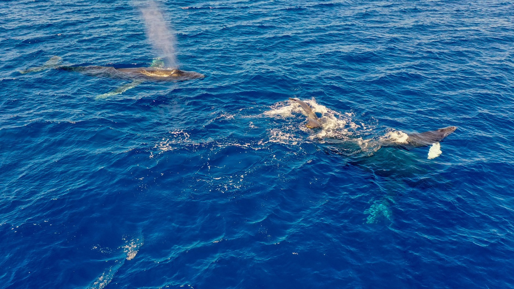 Cow/Calf/Escort Humpbacks coutesy of Paul Norris