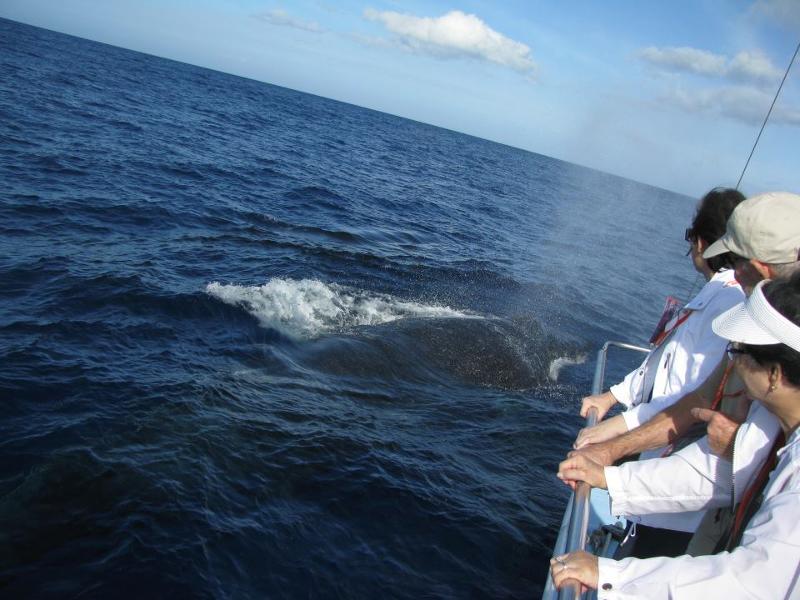 Humpback swims past the boat